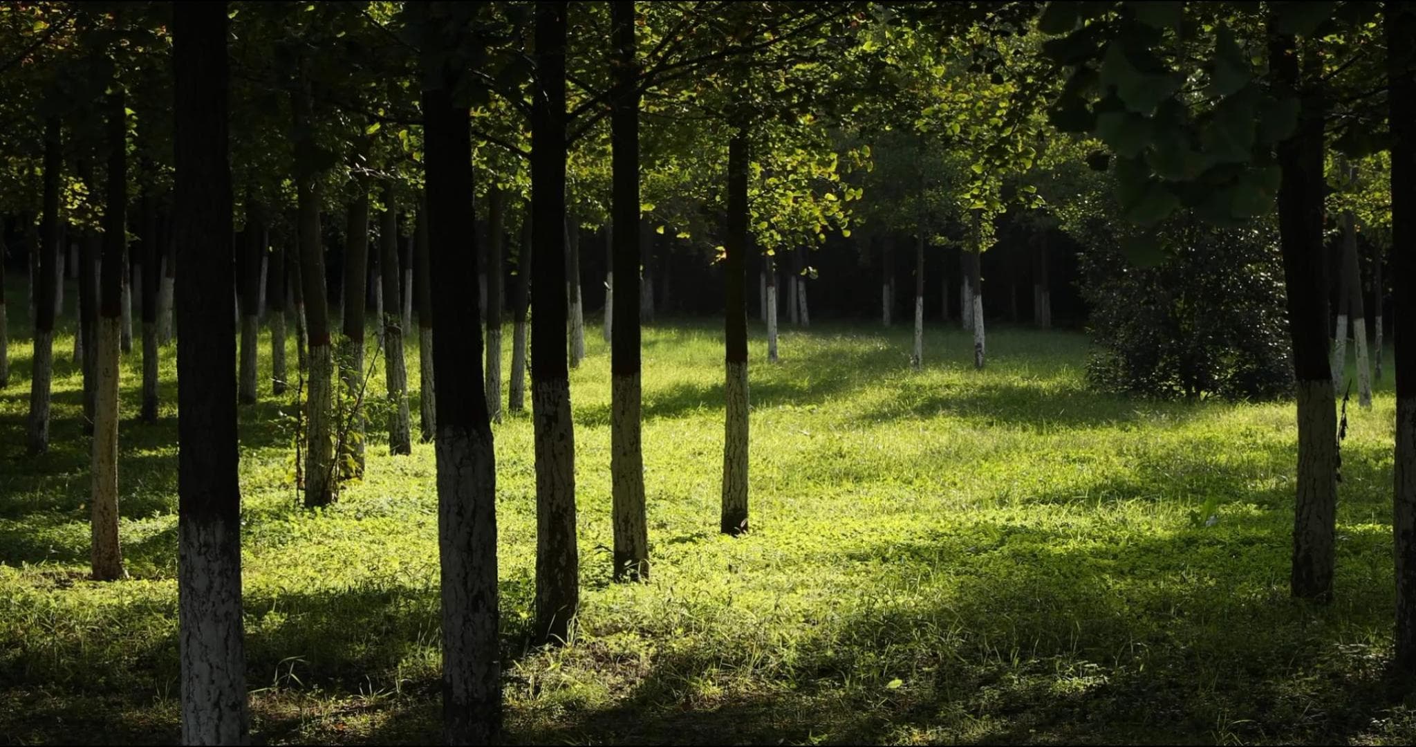 Deep Forest Background